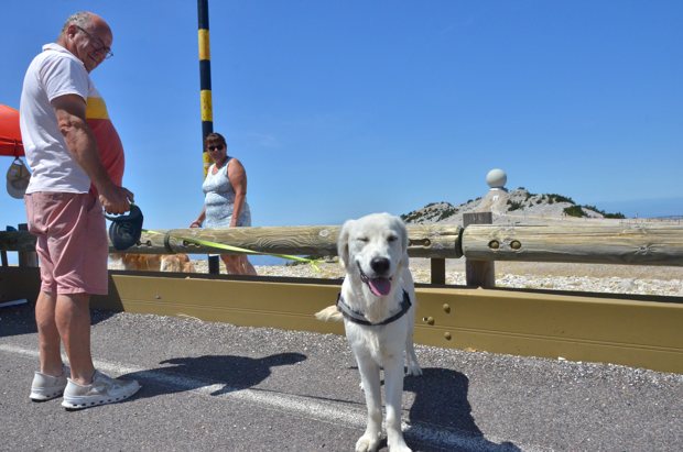 Un chien blanc près de ses compagnons, devant le radar.