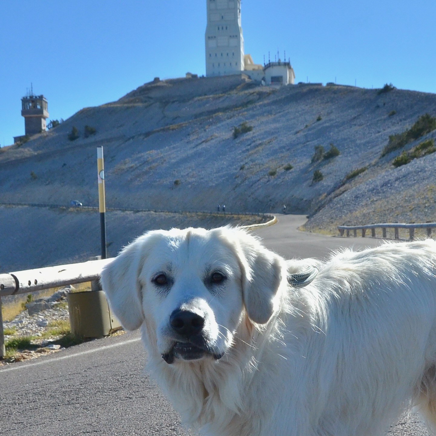 Un chien blanc au premier plan, avec la tour du Mont Ventoux derrière lui.