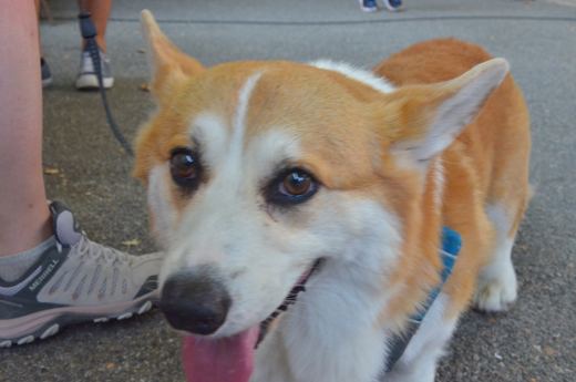 Portrait d’un chien roux et blanc au Ventoux.