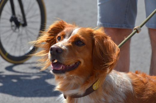 Un chien roux au soleil, les oreilles dans le vent.