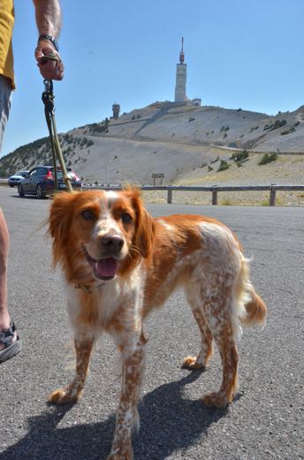Des chiens et leurs compagnons au Ventoux.