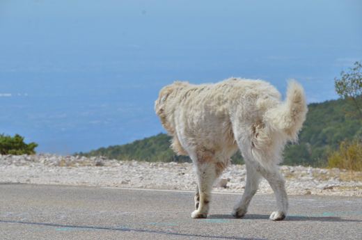 Des chiens et leurs compagnons au Ventoux.