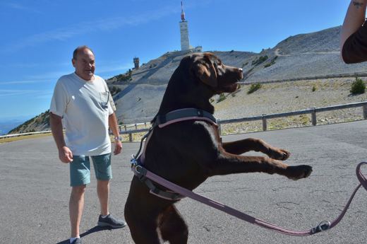 Des chiens et leurs compagnons au Ventoux.
