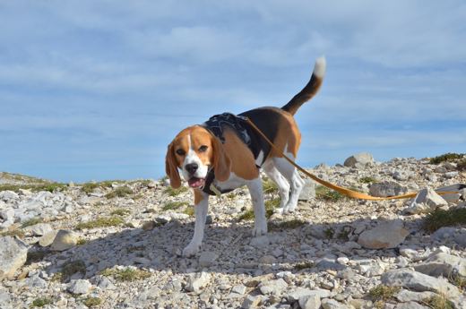 Des chiens et leurs compagnons au Ventoux.