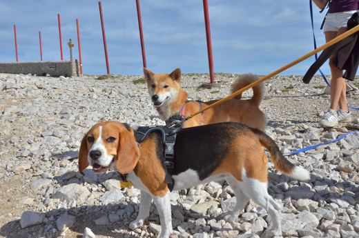 Des chiens et leurs compagnons au Ventoux.