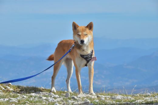 Des chiens et leurs compagnons au Ventoux.