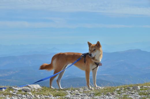 Des chiens et leurs compagnons au Ventoux.