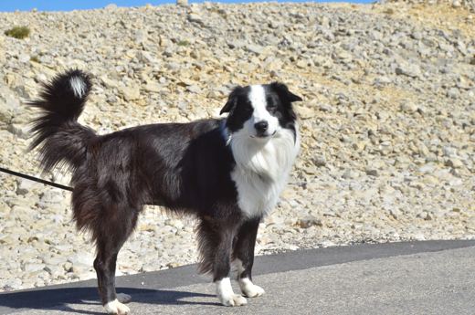 Des chiens et leurs compagnons au Ventoux.