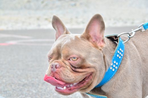 Des chiens et leurs compagnons au Ventoux.