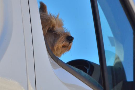 Des chiens et leurs compagnons au Ventoux.