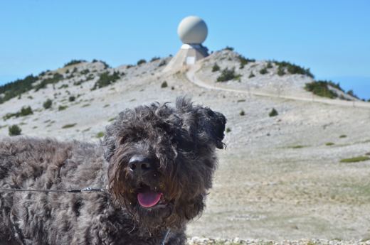 Des chiens et leurs compagnons au Ventoux.