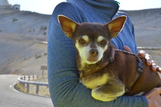 Des chiens et leurs compagnons au Ventoux.