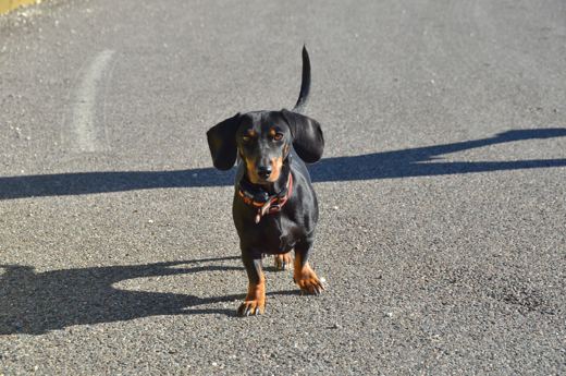Des chiens et leurs compagnons au Ventoux.