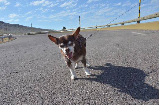 Des chiens et leurs compagnons au Ventoux.