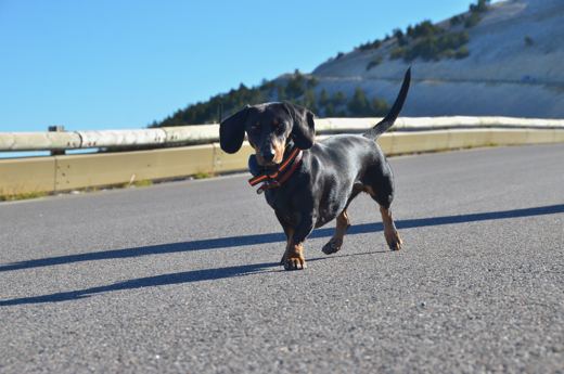 Des chiens et leurs compagnons au Ventoux.