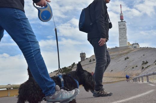 Des chiens et leurs compagnons au Ventoux.
