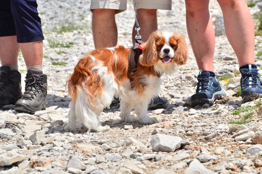 Des chiens et leurs compagnons au Ventoux.