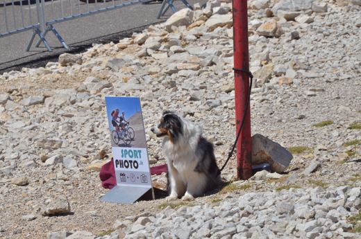 Des chiens et leurs compagnons au Ventoux.