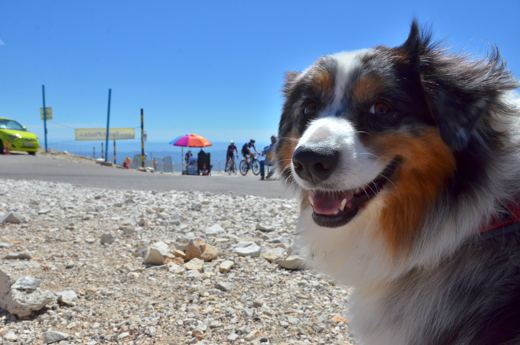 Un chien tricolore devant le paysage du Ventoux.
