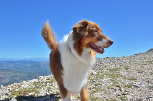 Un chien roux et blanc devant les montagnes.