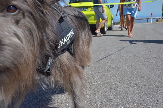 Des chiens et leurs compagnons au Ventoux.