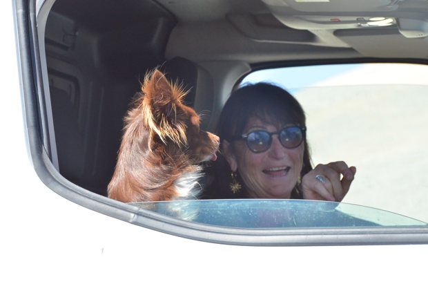Un petit chien à la fenêtre avec sa compagne de voyage.