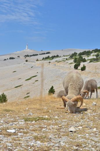 Des moutons sur les pentes du Mont Ventoux.