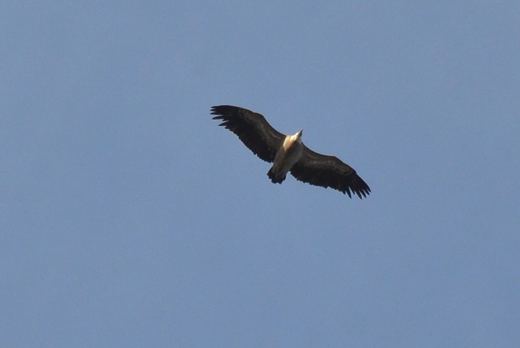 Un oiseau en vol dans le ciel.