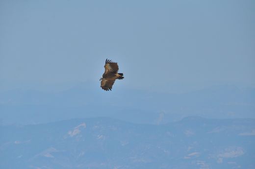 Un oiseau en vol devant le paysage lointain.