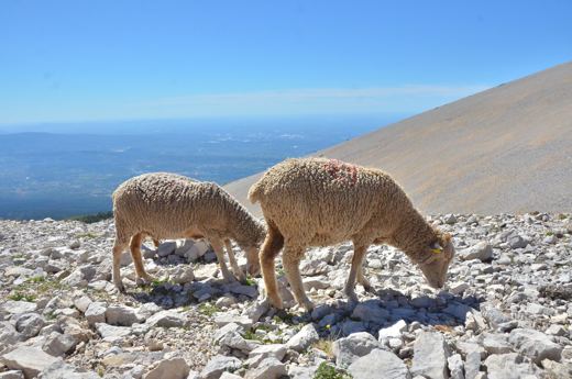 Des moutons sur les pentes du Mont Ventoux.