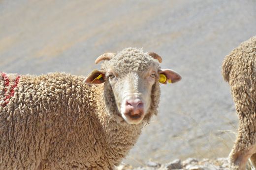Un mouton face à l’objectif.