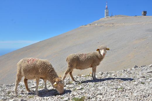 Des moutons sur les pentes du Mont Ventoux.