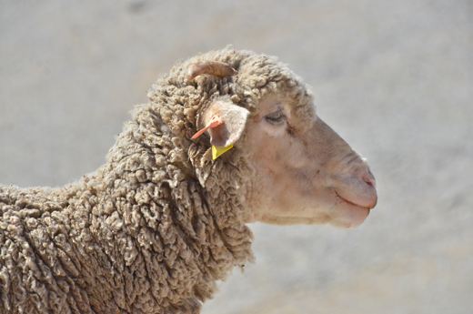 Des moutons sur les pentes du Mont Ventoux.