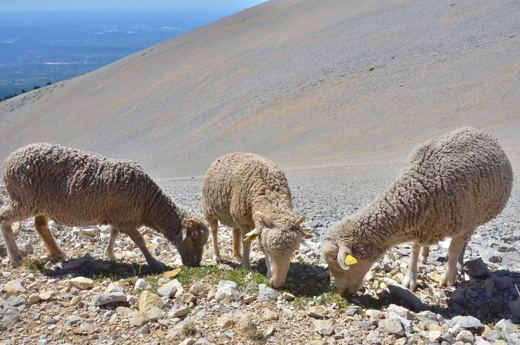 Des moutons sur les pentes du Mont Ventoux.