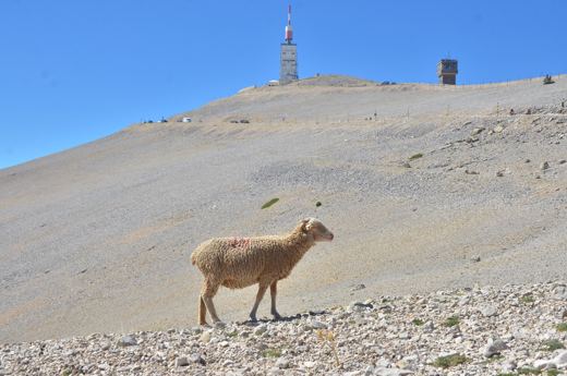 Un mouton sur les pierres, avec la tour au loin.