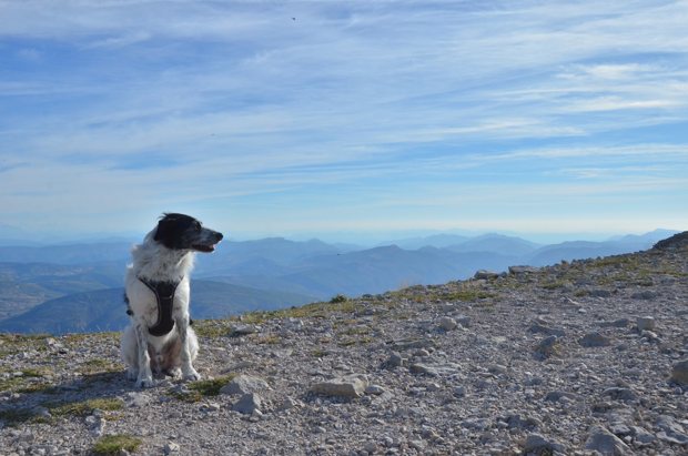Un chien face au panorama des montagnes.