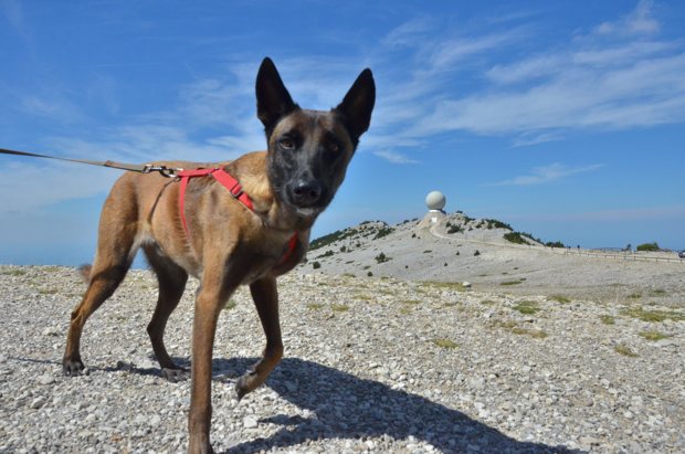 Un malinois au harnais rouge avec le radar derrière lui.