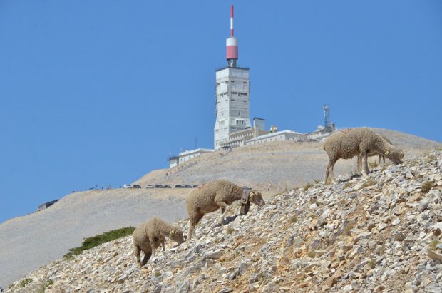 Trois moutons sur les pierres, avec la tour du Ventoux derrière eux.